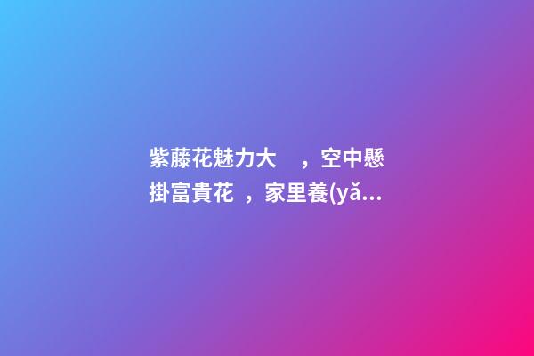紫藤花魅力大，空中懸掛富貴花，家里養(yǎng)一盆，風(fēng)水保家